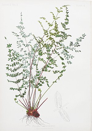(Fern) Native Flowers and Ferns. Boston: L. Prang, 1878.