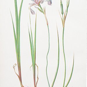 (Iris) Native Flowers and Ferns. Boston: L. Prang, 1878.