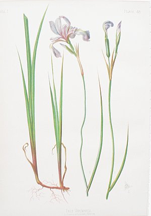 (Iris) Native Flowers and Ferns. Boston: L. Prang, 1878.
