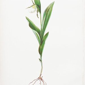 (Lady Slipper) Native Flowers and Plants. Boston: L. Prang, 1878.