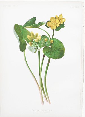 (Primula) Native Ferns and Flowers. Boston: L. Prang, 1878.