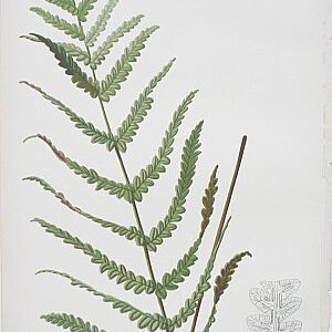 (Fern) Native Flowers and Ferns. Boston: L. Prang, 1878.