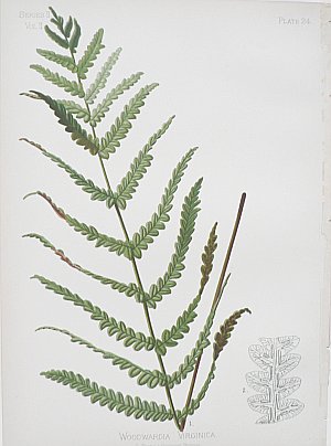 (Fern) Native Flowers and Ferns. Boston: L. Prang, 1878.