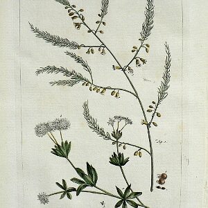 Pl. IV Asparagus Gardeners Dictionary. London: 1771.