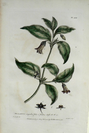 Pl. LXII Belladonna Gardener's Dictionary. London: 1771.