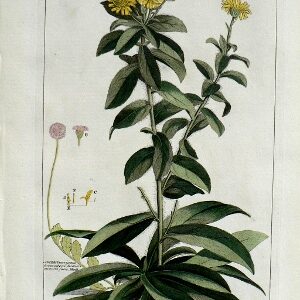 Pl. LVII. Aster. Gardener's Dictionary. London, 1771.