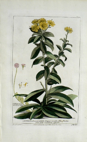 Pl. LVII. Aster. Gardener's Dictionary. London, 1771.