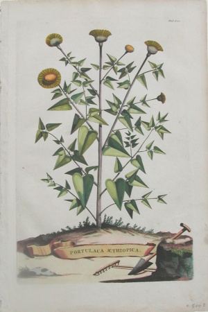 Abraham Munting. Fol. 620. Portulaga Aethiopica Phytographia Curiosa. Utrecht: (1696), 1702