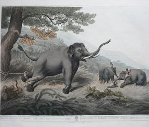 Oriental and Foreign Field Sports