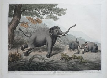 ( Elephants) Oriental Field Sports,,,London: T. McLean, 1819