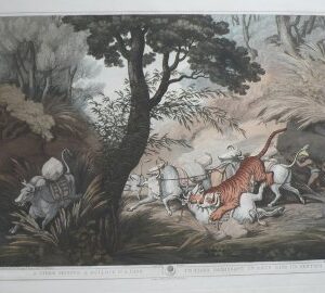 (Tiger) Oriental Field Sports...) London: T. McLean, 1819