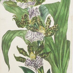 (Orchid) Magazine of Botany. 1836.