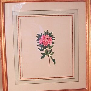 Martin, Mrs. G. Alpine Rose. English, circa, 1825.