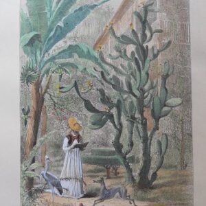 (Florida garden) Picturesque America, published New York 1872