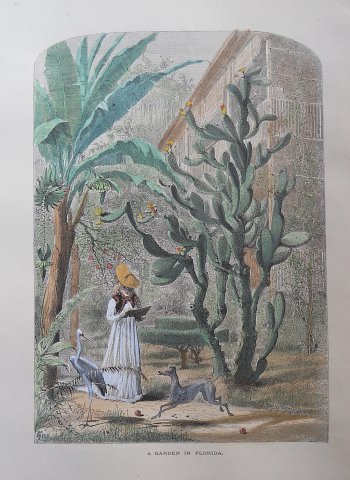 (Florida garden) Picturesque America, published New York 1872