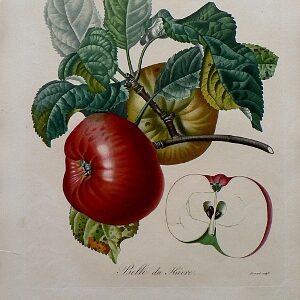 (Apple) Pomologie Francais. Paris: Langlois et LeClercq, 1846.