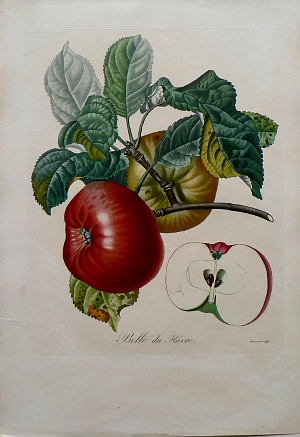 (Apple) Pomologie Francais. Paris: Langlois et LeClercq, 1846.