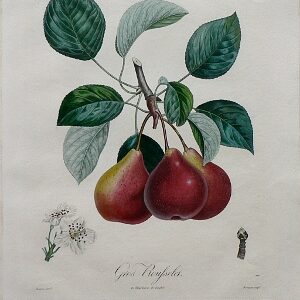(Pears) Pomologie Francais. Paris: Langlois et LeClercq, 1846.