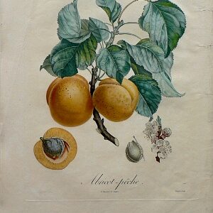 (Apricot) Pomologie Francais. Paris: Langlois et LeClercq, 1846.
