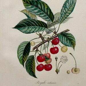 (Cherries) Pomologie Francais. Paris: Langlois et LeClercq, 1846.