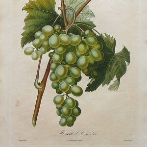 (Grapes) Pomologie Francais. Paris: Langlois et LeClercq, 1846.