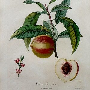 (Peach) Pomologie Francais. Paris: Langlois et LeClercq, 1846.
