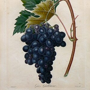 (Grapes) Pomologie Francais. Paris: Langlois et LeClercq, 1836.