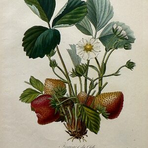(Strawberries) Pomologie Francais. Paris: Langlois et LeClercq, 1846.