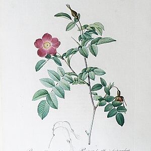 Rosa Alpina. Les Roses. Paris, 1817-24.