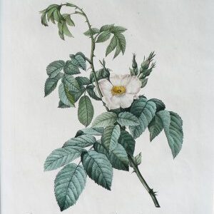 Rosa Villosa... Les Roses. Paris, 1817-1824.