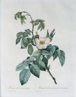Rosa Villosa... Les Roses. Paris, 1817-1824.