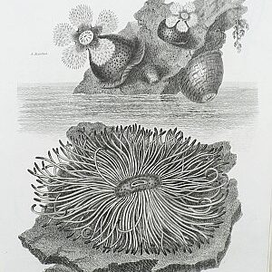 (Sea Anemones) Universal Dictionary. London: Longman, Hurst, Rees, Orme & Brown, 1820