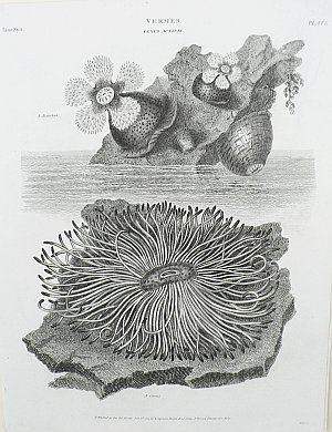 (Sea Anemones) Universal Dictionary. London: Longman, Hurst, Rees, Orme & Brown, 1820