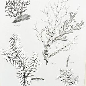 (Black Corals) Universal Dictionary. London: Longman, Hurst, Rees, Orme & Brown, 1820