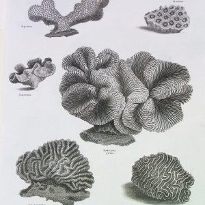 (Coral) Universal Dictionary. London: Longman, Hurst, Rees. Orme, & Brown, 1820