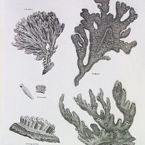 (Coral) Universal Dictionary. London: Longman, Hurst, Rees, Orme, & Brown, 1820