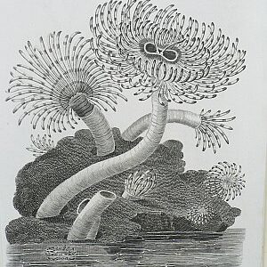 (Tubularia) Universal Dictionary. London: Longman, Hurst Rees, Orme & Brown, 1820