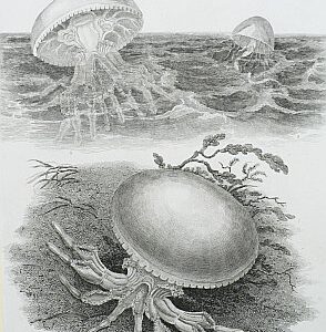 (Jelly Fish) Universal Dictionary. London: Longman, Hurst, Rees, Orme & Brown, 1820