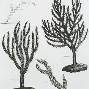 (Sea Fans) Universal Dictionary. London: Longman, Hurst, Rees, Orme & Brown, 1820