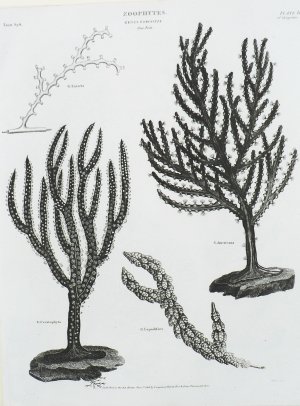 (Sea Fans) Universal Dictionary. London: Longman, Hurst, Rees, Orme & Brown, 1820