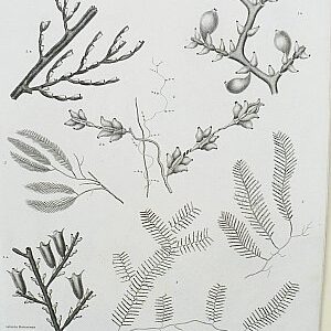 (Sea Firs) Universal Dictionary. London: Longman, Hurst, Rees, Orme & Brown, 1820