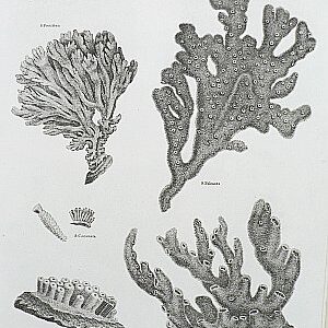 (Sponges/ Soft Coral) Universal Dictionary. London: Longman, Hurst, Rees, Orme & Brown, 1820