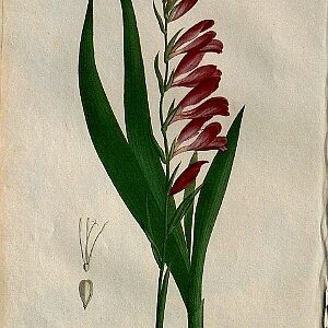 Pl. 36.(Gladiolus) Phytographie Medicale... Paris: Didot le Jeune, 1821.