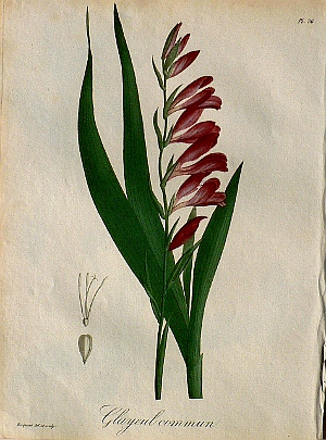 Pl. 36.(Gladiolus) Phytographie Medicale... Paris: Didot le Jeune, 1821.