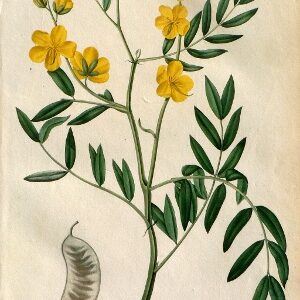 Pl. 151. (Senna) Phytographie Medicale... Paris: Didot le Jeune, 1821.