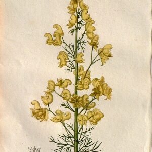 Pl. 132. (Monkshood) Phytographie Medicale... Paris: Didot le Jeune, 1821.