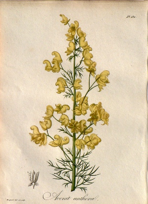 Pl. 132. (Monkshood) Phytographie Medicale... Paris: Didot le Jeune, 1821.
