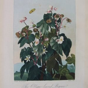 The Oblique-leaved Begonia,Temple of Flora. London 1812,