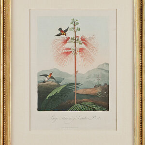 (Sensitive Plant) Temple of Flora. London, 1812.