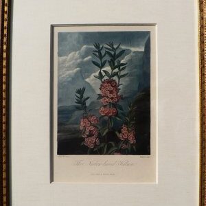 The...Kalmia. Temple of Flora. London, 1812.